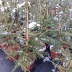 Smrek obyčajný (Picea abies) - výška 80-100 cm, kont. C5L